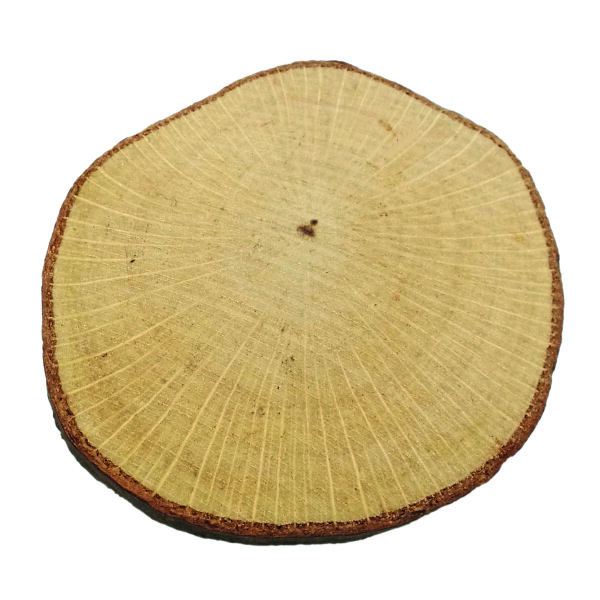 Holzscheibe  roh, ~ 40 - 60 mm 10 St&uuml;ck